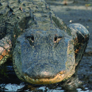 Amphibians, Reptiles, and Mammals of St. Marks NWR