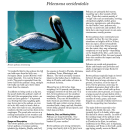 brown pelican fact sheet