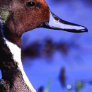 Cameron Prairie National Wildlife Refuge General Brochure