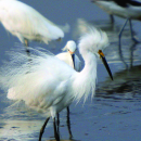 Cape Romain NWR Bird List