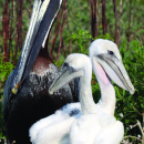 Cape Romain NWR General Brochure