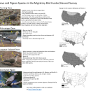 Identification Tips and Range Maps for Dove and Pigeon Species in the Migratory Bird Hunter/Harvest Survey