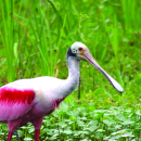 Sabine National Wildlife Refuge General Brochure