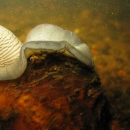 Winged mapleleaf mussel