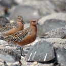 birds with orange chests and mottled brown backs on a beach with horseshoe crabs