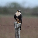 Northern Aplomado Falcon perched on a fence post