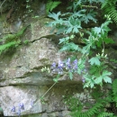 Northern Wild monkshood on talus surface