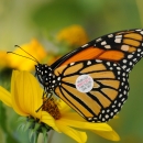 A tagged monarch butterfly on a yellow flower