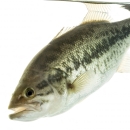 Largemouth Bass in water with white background