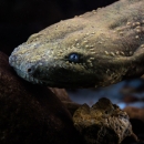 Portrait of a hellbender under water