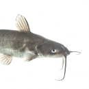 Channel Catfish with white background