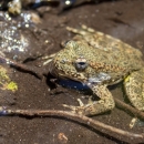 a Foothill yellow-legged frog in a stream