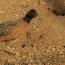 A masked bobwhite