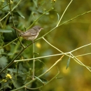 Least bell's vireo perched on a plant