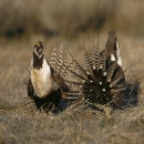 Gunnison sage-grouse pair