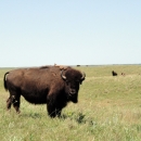 American bison in a field