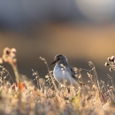 small bird among grass and plants