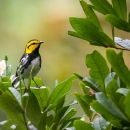 Golden-cheeked warbler