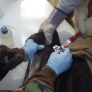 applying a wing tag to a black vulture