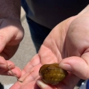 Western Fanshell mussel next to it's conglutinate