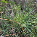 Florida pineland crabgrass is a blue-green perennial clumpgrass that grows up to 3 feet tall in clumps 3 feet wide with densely hairy leaves up to 5 inches long. It only occurs in pine rocklands, marl prairie, cypress habitat, and transitional habitats in the Everglades in Miami-Dade and Monroe counties. 