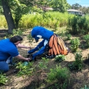 Person dressed up in a blue and white goose mascot with large orange, black and white monarch butterfly wings planting a garden along with two people in. blur shirts