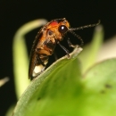 View from the side of an insect perched on a leaf