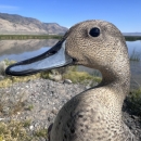 closeup of a duck head