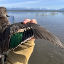 closeup of the wing of a green-winged teal