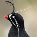 The side profile of a whiskered auklet with black body feathers, a bright orange beak, white eye, white whiskers extending down past its neck and above its head, and a black whisker curled from its forehead.