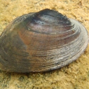 A brown-shelled mussel on a sandy environment.