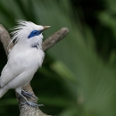 A white bird with a crest and blue around its eye sitting on a branch