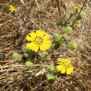 Small yellow flowers resembling sunflowers and green buds among dry grass vegetation. / Foto de una planta baja con flores amarilla entre vegetación seca. Crédito: Kristie Scarazzo/USFWS.