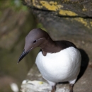 Closeup of a common murre on a ledge