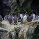 common murres stand together on a cliff ledge