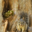 A Mount Graham red squirrel with red ear tags perches in a tree.