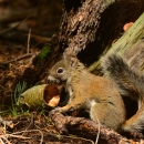 A brown, grey and white colored Mount Graham red squirrel sits facing a pine cone on the ground.