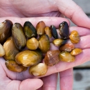 A variety of mussels in the hand of biologist