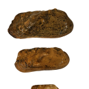 Three different sizes of Rabbit's Foot Mussel