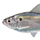 Threadfin Shad with white background