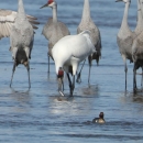 Credit: Carol Steen Photo of Whooping Crane with Sandhill Cranes on Platte River