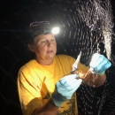 Shannon viewing a bat that was caught in a mist net. 