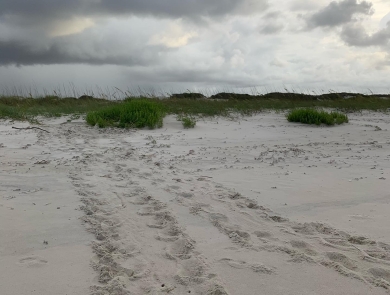 Sea turtle tracks made with their flippers