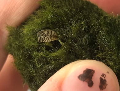 zebra mussel nestled in a marimo moss ball