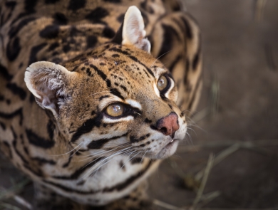 A wild cat with brown, white, and black markings gazes upward