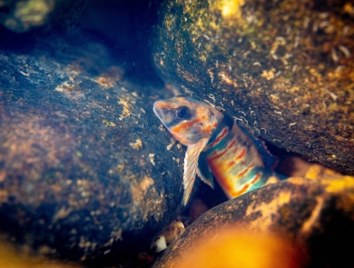 A blue, white, and red-orange fish hiding in between rocks 