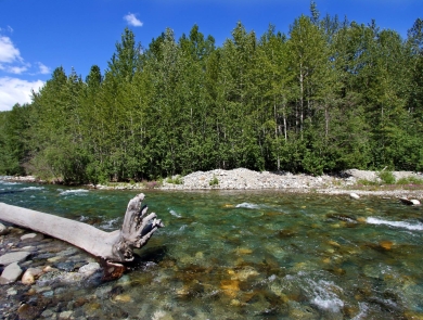 a clear creek with trees in the background