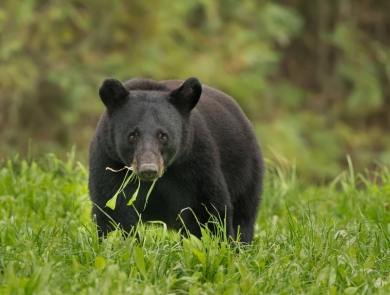 A large adult black bear plodding across a grassy field with vegetation in its mouth