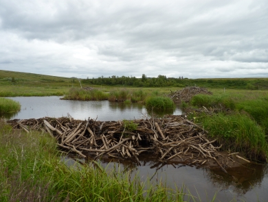 a beaver dam in a wetland