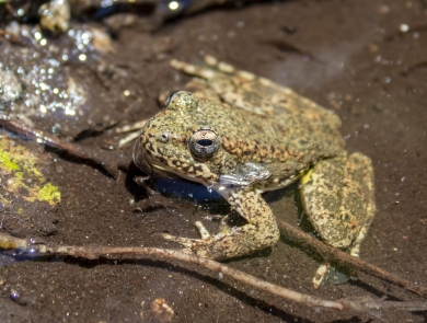 An olive green frog sits partially covered by shallow water